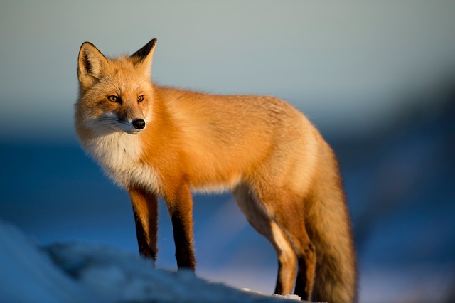 Fox.