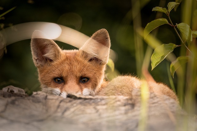 Fox.